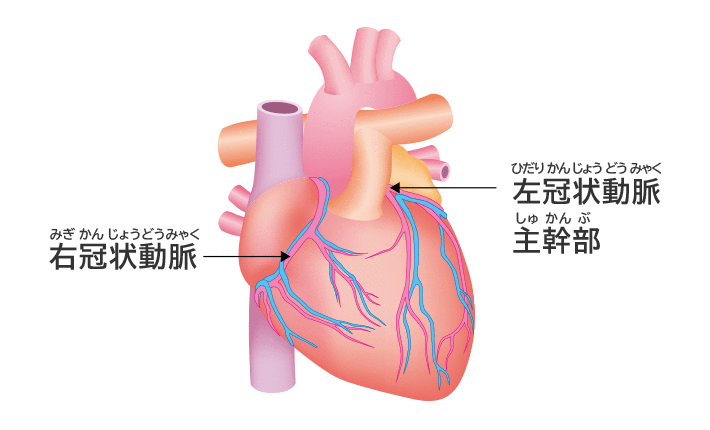 心臓の模式図