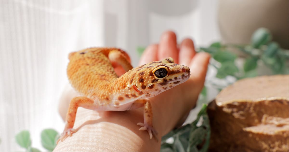 ヤモリの寿命は何年?種類別の平均寿命と飼い方【初期・生涯費用を解説】|i保険
