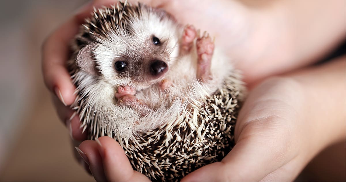 ハリネズミの寿命は何年？飼い方と人気の種類【初期・生涯費用を解説 