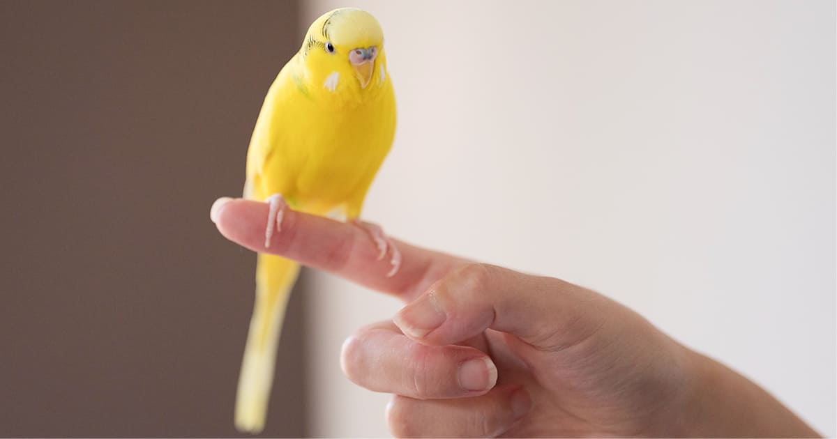 インコの飼い方初心者ガイド！種類別の平均寿命と飼育費用を解説｜i保険