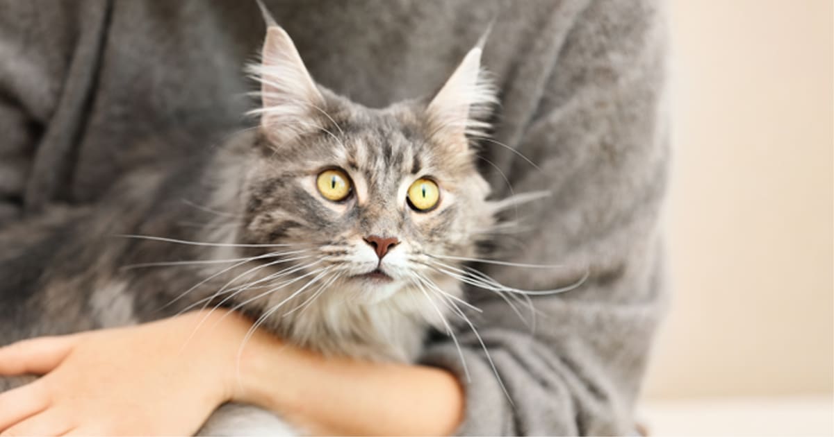 メイン・クーンの寿命は何年？飼い方や特徴【初期・生涯費用を解説 