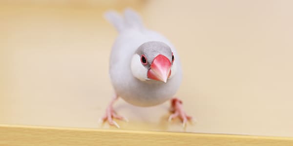 シルバー文鳥の写真