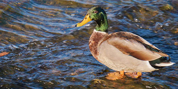 アオクビアヒルの写真