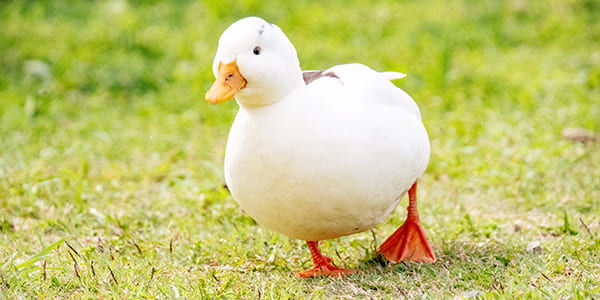 コールダックの写真