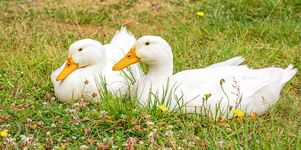 ペキンダックの写真