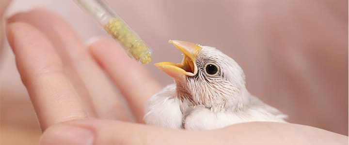 ペットの鳥の長生きを願って飼育する飼い主