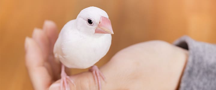 手の中でくつろぐ愛らしい文鳥