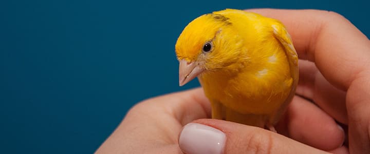 美しい鳴き声を奏でるカナリアと飼い主の暮らし
