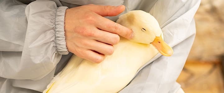 水辺でのびのびと過ごすアヒルと飼い主の暮らし