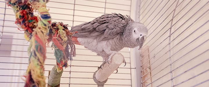 知的な眼差しで飼い主を見つめるヨウム