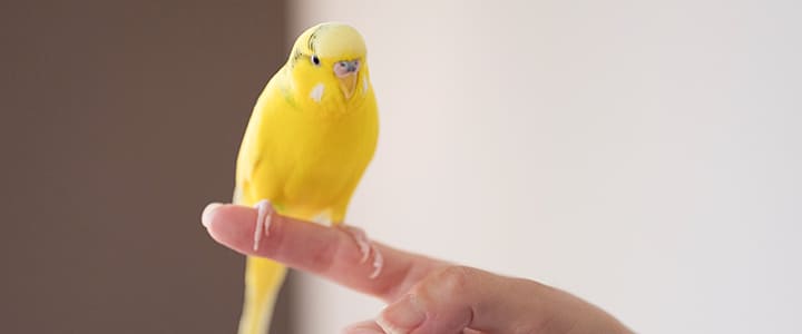 健康で幸せそうなインコと飼い主の暮らし
