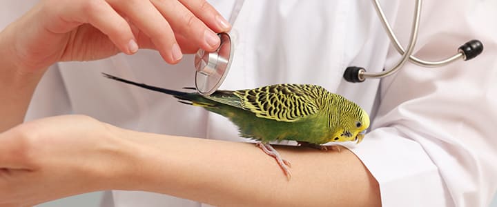 動物病院で病気の治療を受けるインコ