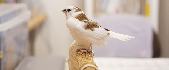 動物病院で診察を受けるジュウシマツ