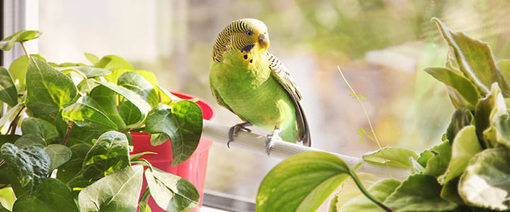 窓辺で外を見つめるセキセイインコ - 放鳥中の迷子リスクに注意