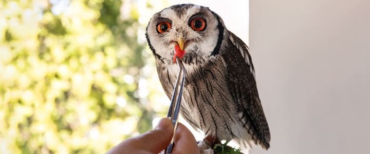 フクロウと飼い主の暮らし