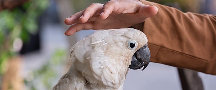 飼い主と深い絆で結ばれたオウム