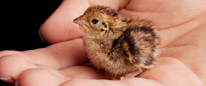 飼い主の手に乗るウズラ