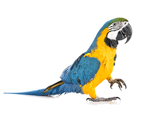 コンゴウインコ