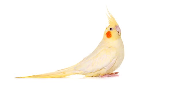 オカメインコの写真