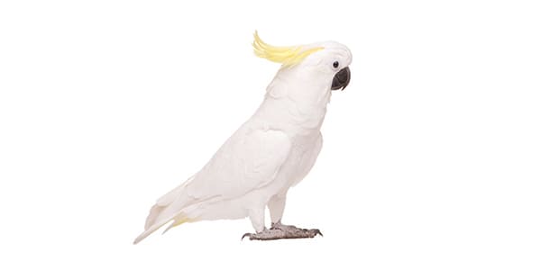 キバタンの写真