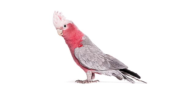 モモイロインコの写真