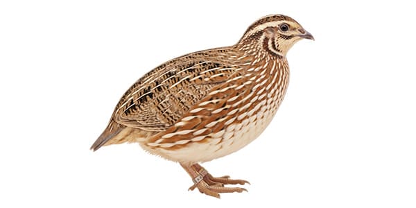 コリンウズラの写真