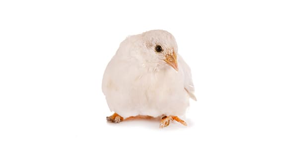 ヒメウズラの写真