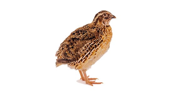 並ウズラの写真