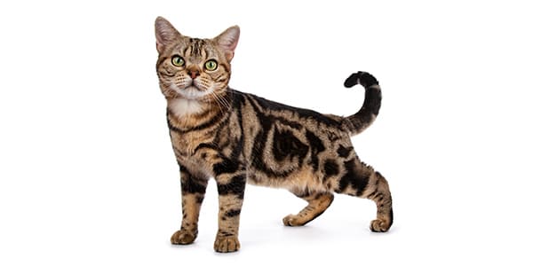 ブラウンタビーのアメリカン・ショートヘア