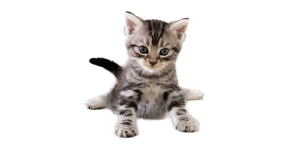 シルバークラシックタビーのアメリカン・ショートヘア