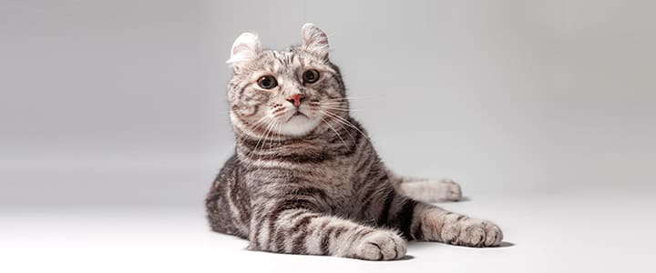 病気の診察を待つアメリカン・カール