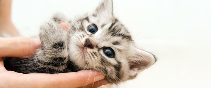 こちらを見つめるアメリカン・ショートヘア