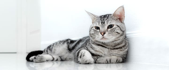 病気の診察を待つアメリカン・ショートヘア