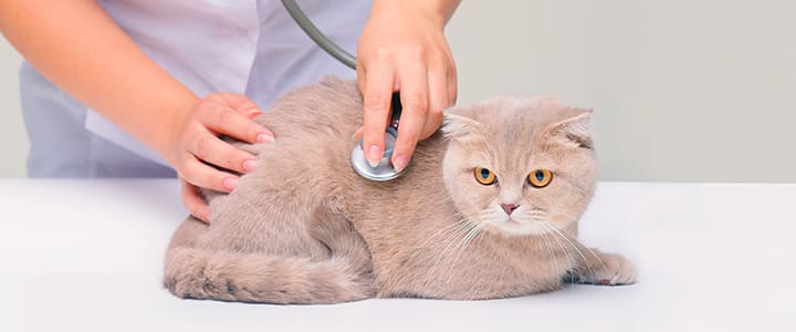 病気の診察を待つブリティッシュ・ショートヘア