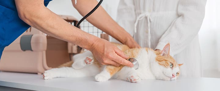 動物病院で診察を受ける猫と飼い主