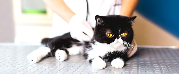 病気の診察を受けるエキゾチック・ショートヘア