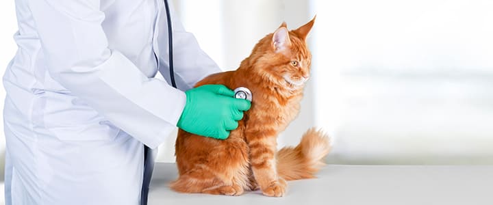 病気の診察を受けるメイン・クーン