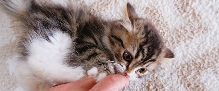 室内でくつろぐミヌエットと飼い主