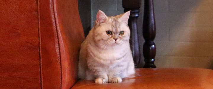 病気の診察を待つミヌエット