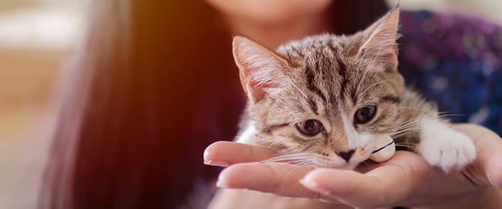 健康で暮らすマンチカンと飼い主