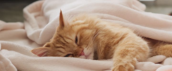 病気の診察を待つマンチカン