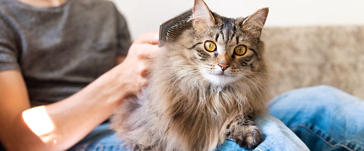 ノルウェージャン・フォレスト・キャットの被毛をとかす飼い主