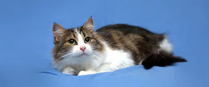 病気の診察を待つノルウェージャン・フォレスト・キャット