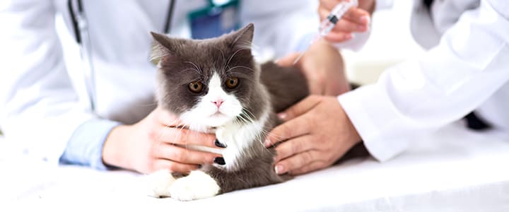 病気の診察を受けるペルシャ猫
