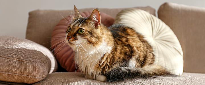 病気の診察を待つラガマフィン