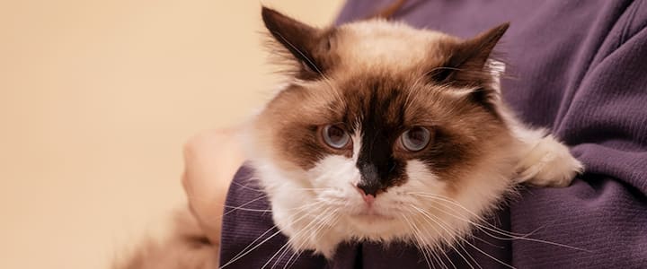 飼い主に抱かれてリラックスするラグドール