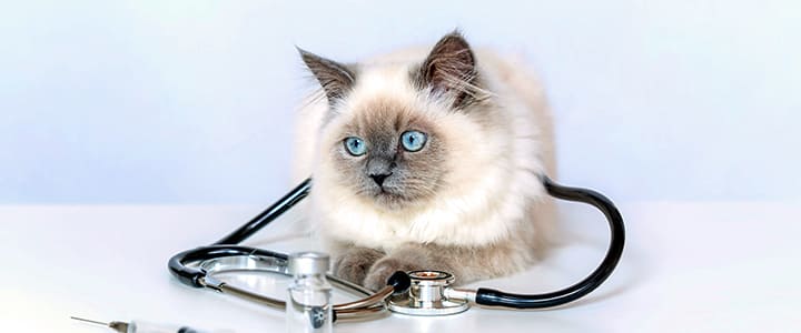 病気の診察を待つラグドール