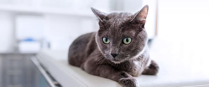 病気の診察を待つロシアン・ブルー