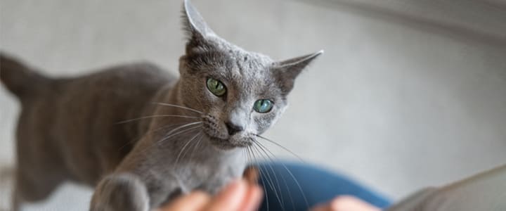 飼い主にすり寄るロシアンブルー
