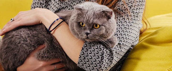 健康で暮らすスコティッシュ・フォールドと飼い主